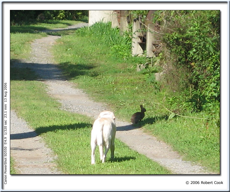 RabbitStalking