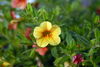 DSC_0004.jpg
