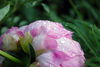 DSC_0015.jpg
